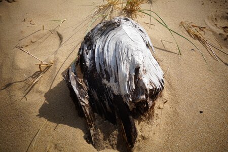 Driftwood sand ocean photo