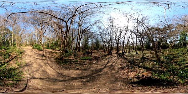 St. Mary's Wood, Bexhill (360 panorama)