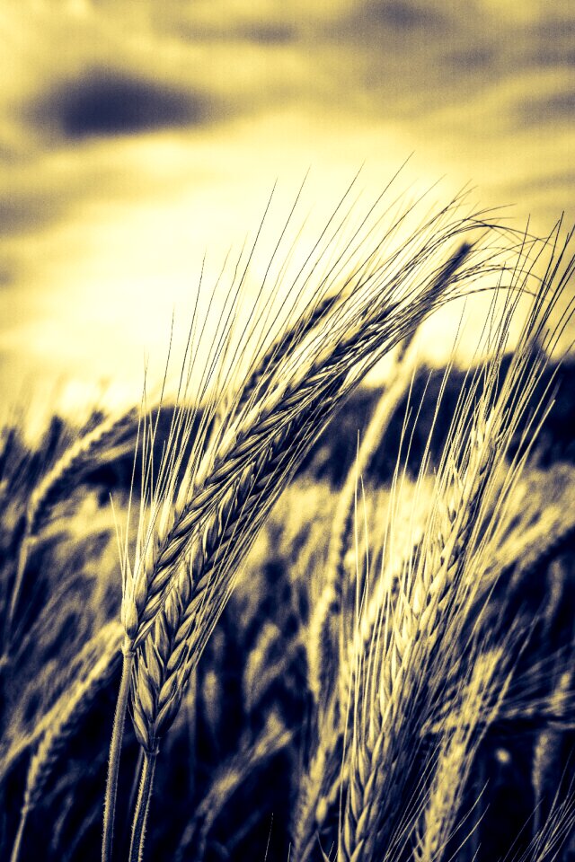 Grain nature ear
