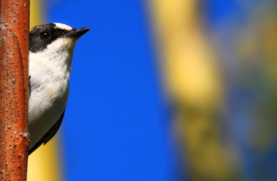 Flycatcher ficedula hide and seek