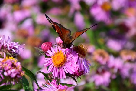 Bloom insect purple photo