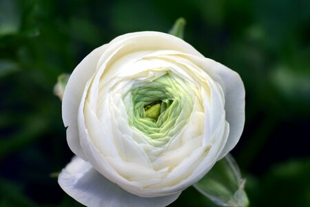 Buttercup bud buttercup bud