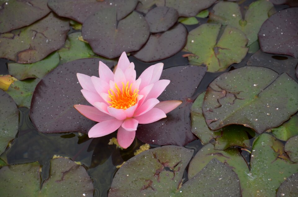 Aquatic plant lake rose nature