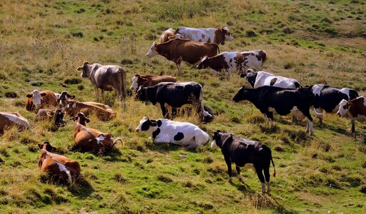 Prato animals bovino