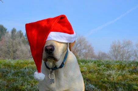 Dog santa hat labrador photo