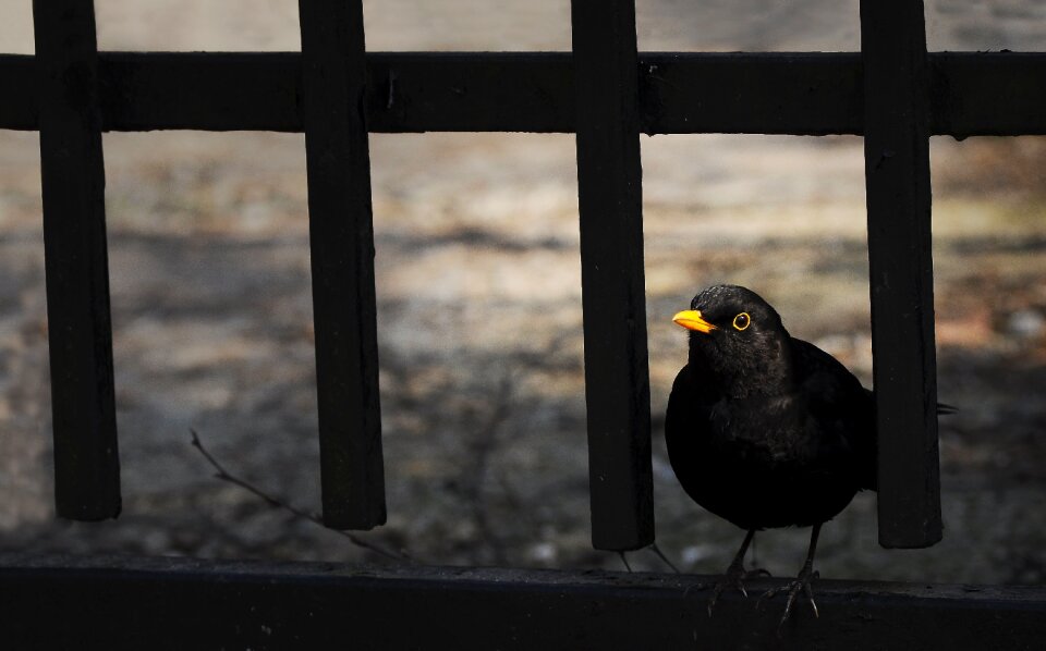 Castle yellow beak turdus