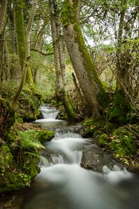 Long exposure landscape trees