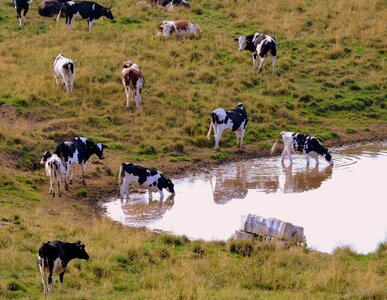 Pasture prato animals