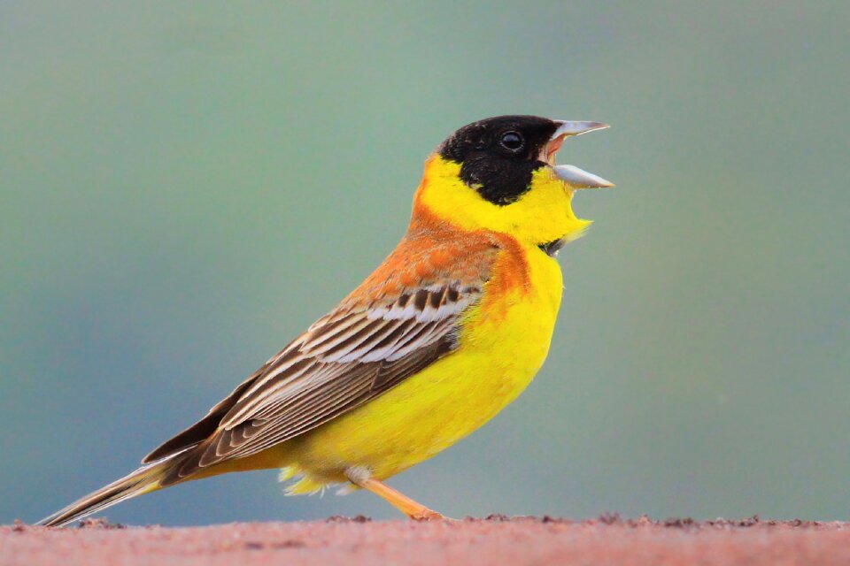 Cintia emberiza melanocephala warble