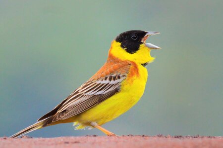 Cintia emberiza melanocephala warble