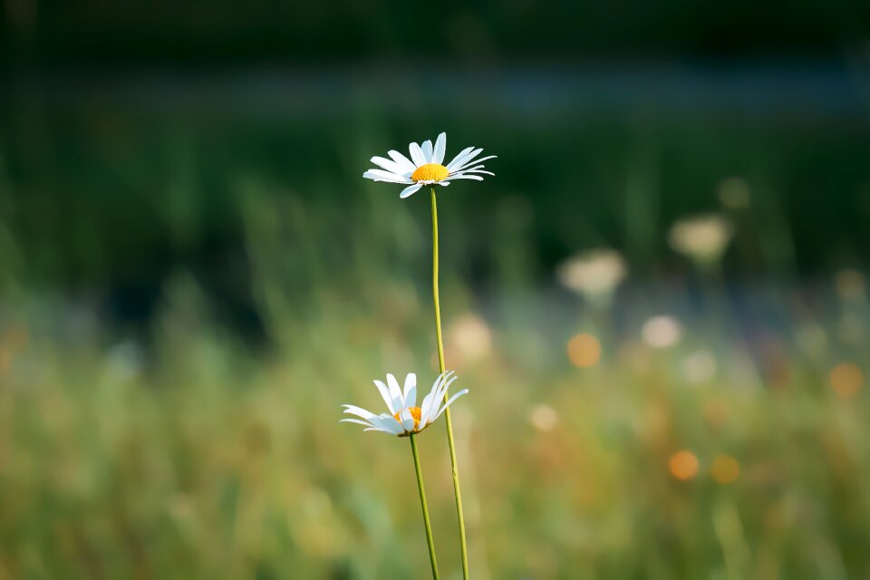 Plant blossom bloom
