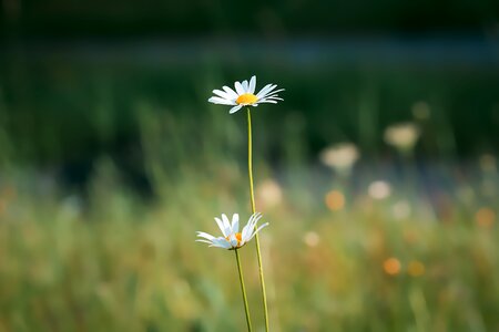Plant blossom bloom