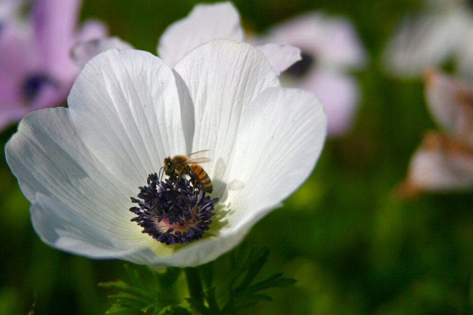 Flower petal bloom