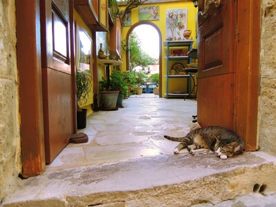 Cat city old