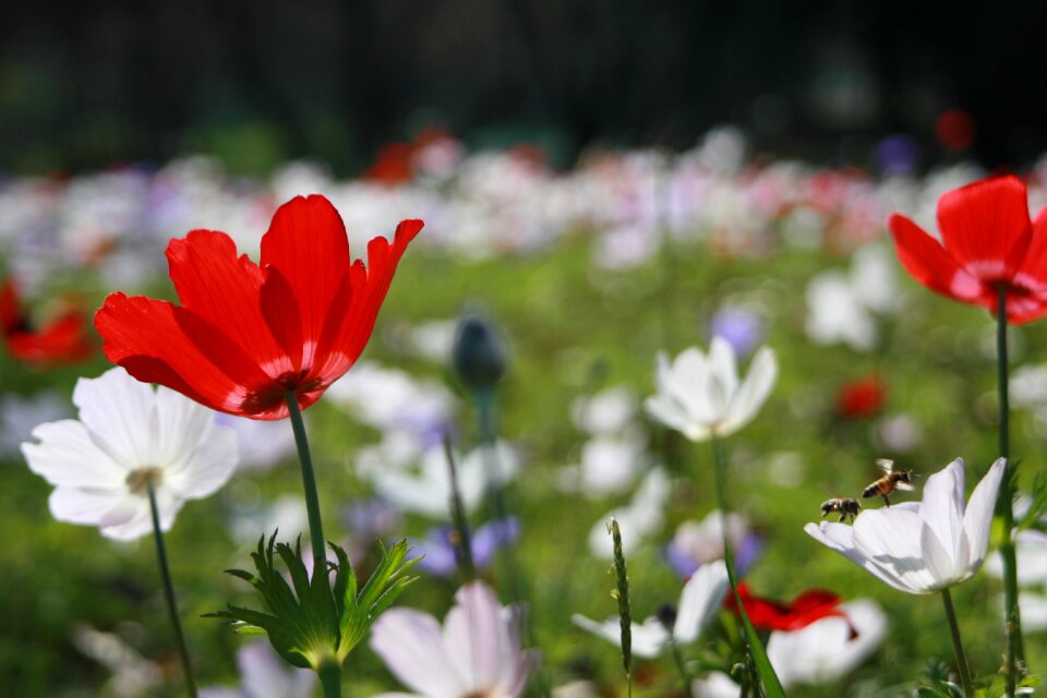 Bloom plants windflower