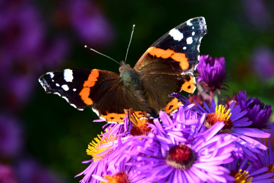 Bloom insect purple