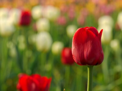 Flora flowers hd wallpaper