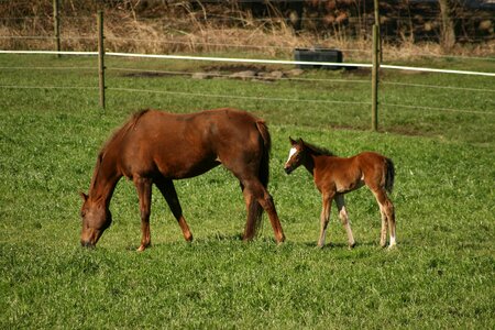 Colt filly animal photo