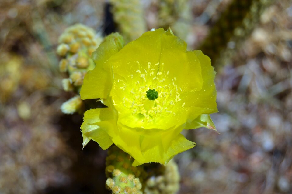 Flowers garden flowering cactus