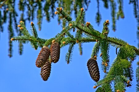 Tannenzweig pine cones conifer photo