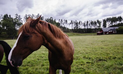 Horses bed field