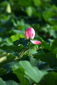 Nature one flower plants
