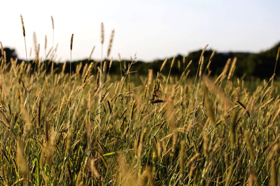Crop daytime farm