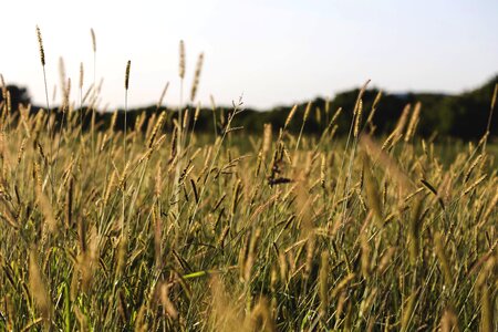 Crop daytime farm