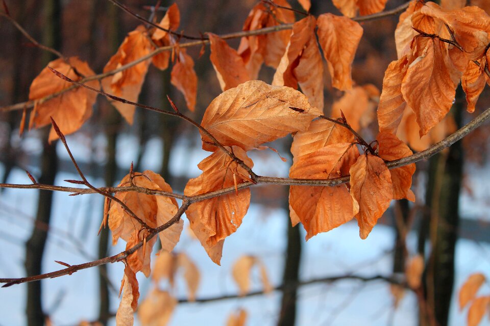 Winter withered dead leaves