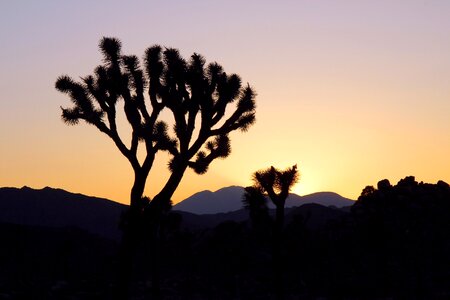 Joshua tree silhouettes desert