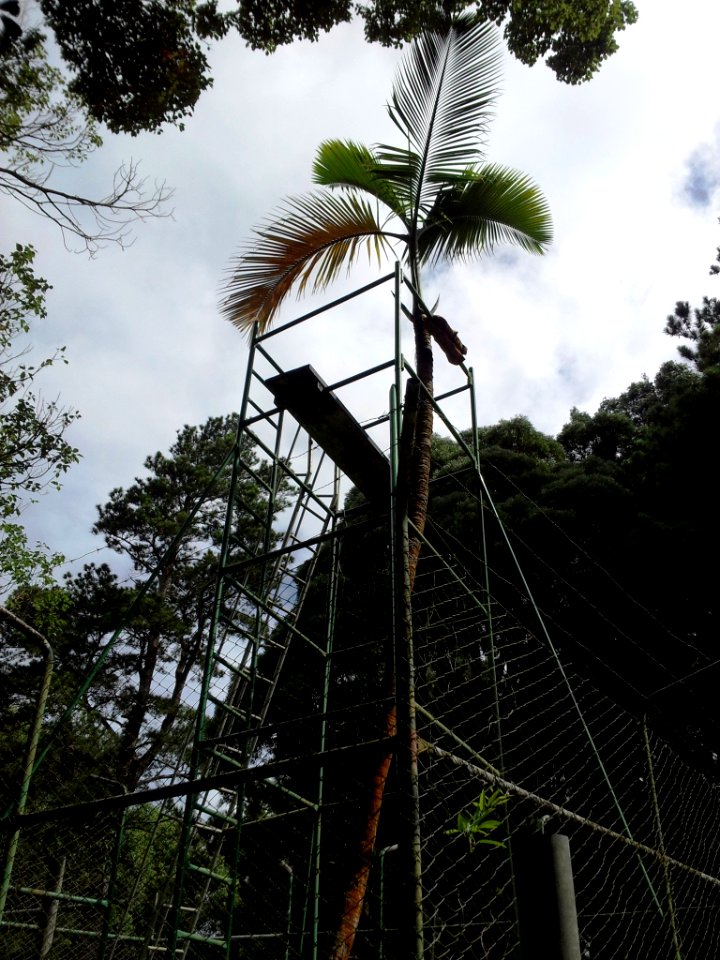 SSR Curepipe Botanical Gardens - Mauritius 2