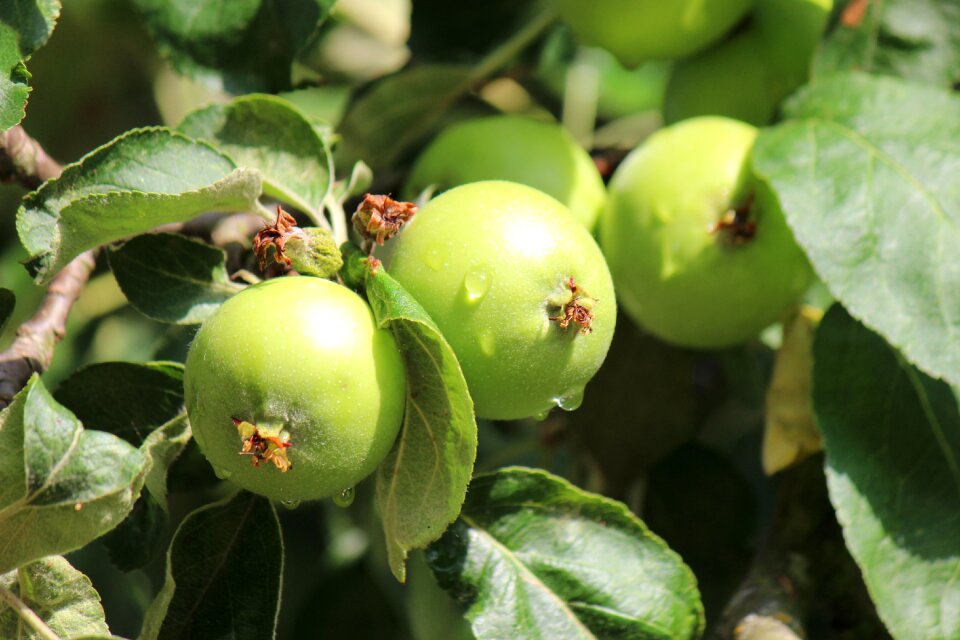 Apple fruit fruits