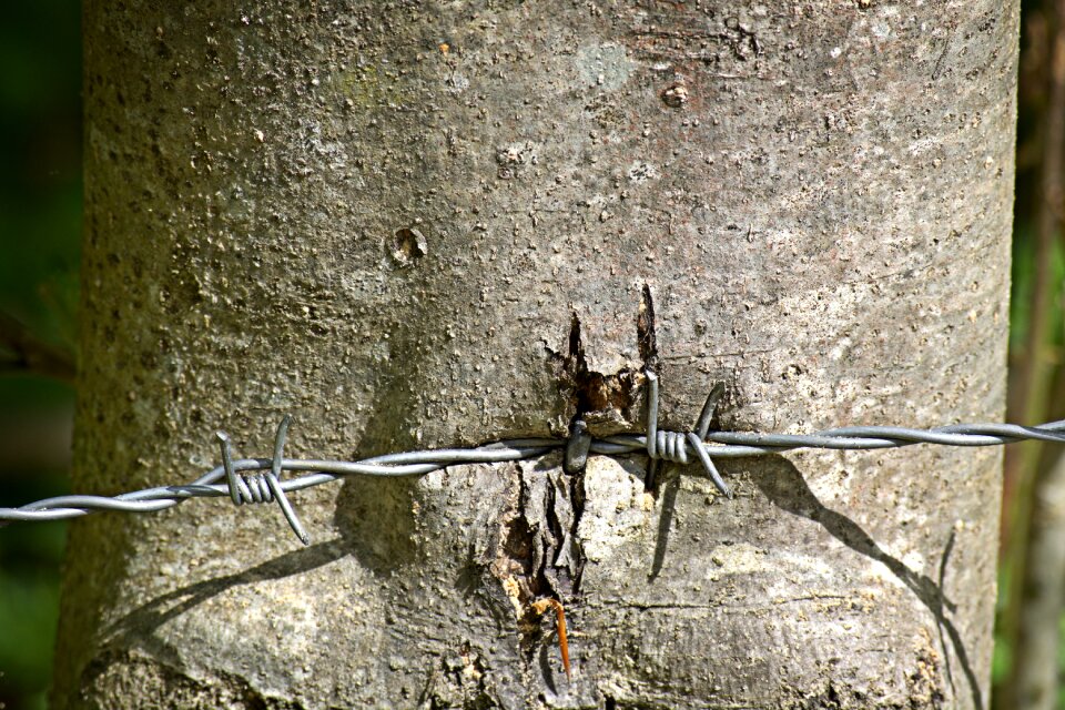 Thorn wiring close up