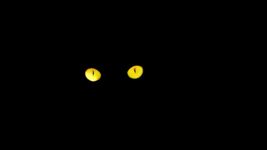 Black cat eyes cat's eyes photo
