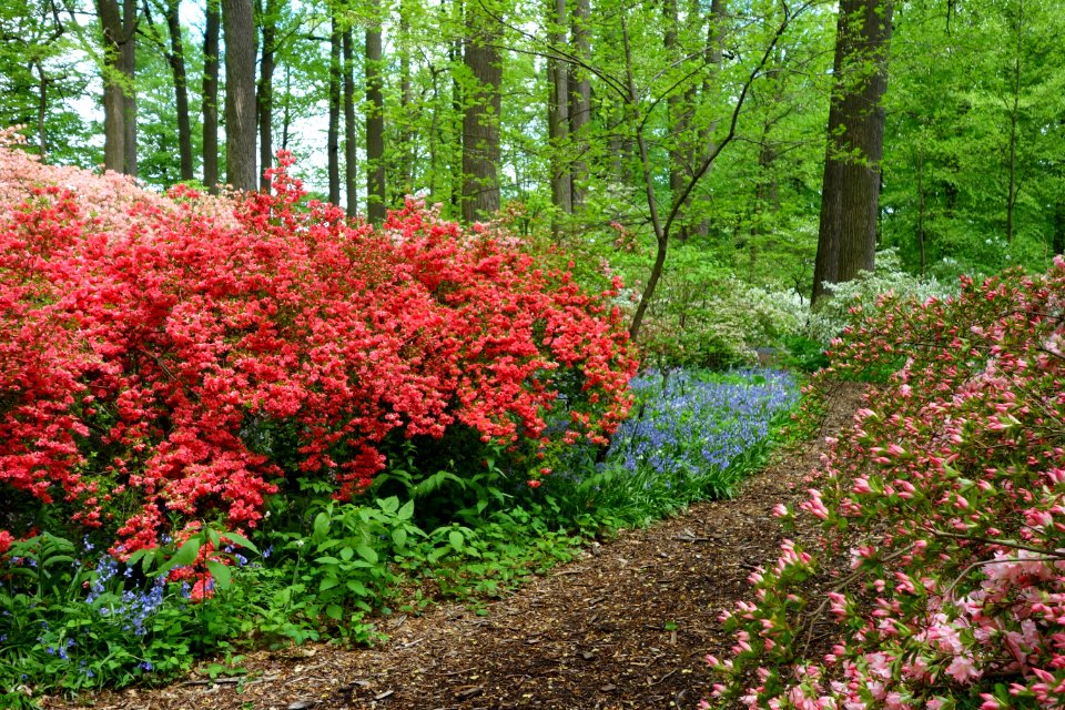 Springtime - Winterthur Museum - DSC01624