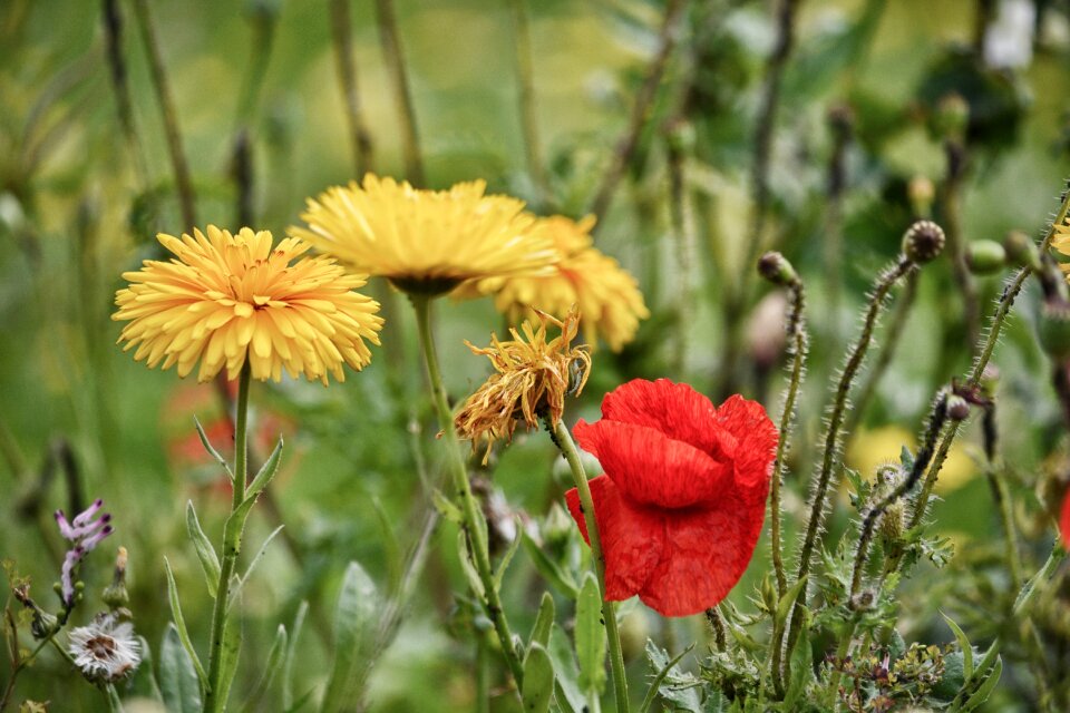 Botany nature flowering