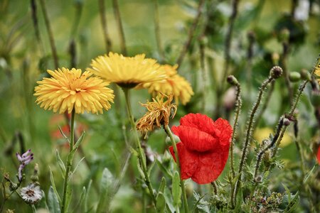 Botany nature flowering