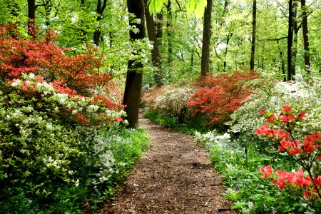 Springtime - Winterthur Museum - DSC01626