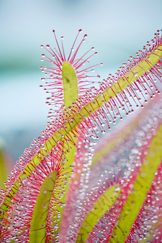 Cape sundew droplets secretion