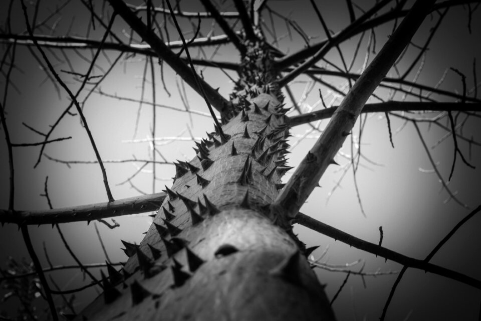 Nature texture plant
