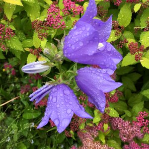 Garden petals blossom