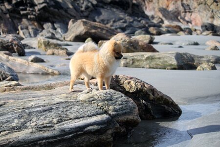 Pomeranian spitz miniature the dog on the beach