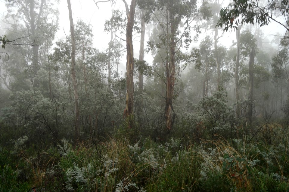 Square Rock Walking Track, Namadgi National Park 22