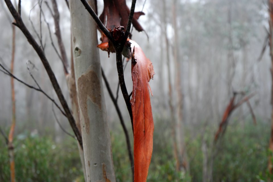 Square Rock Walking Track, Namadgi National Park 27
