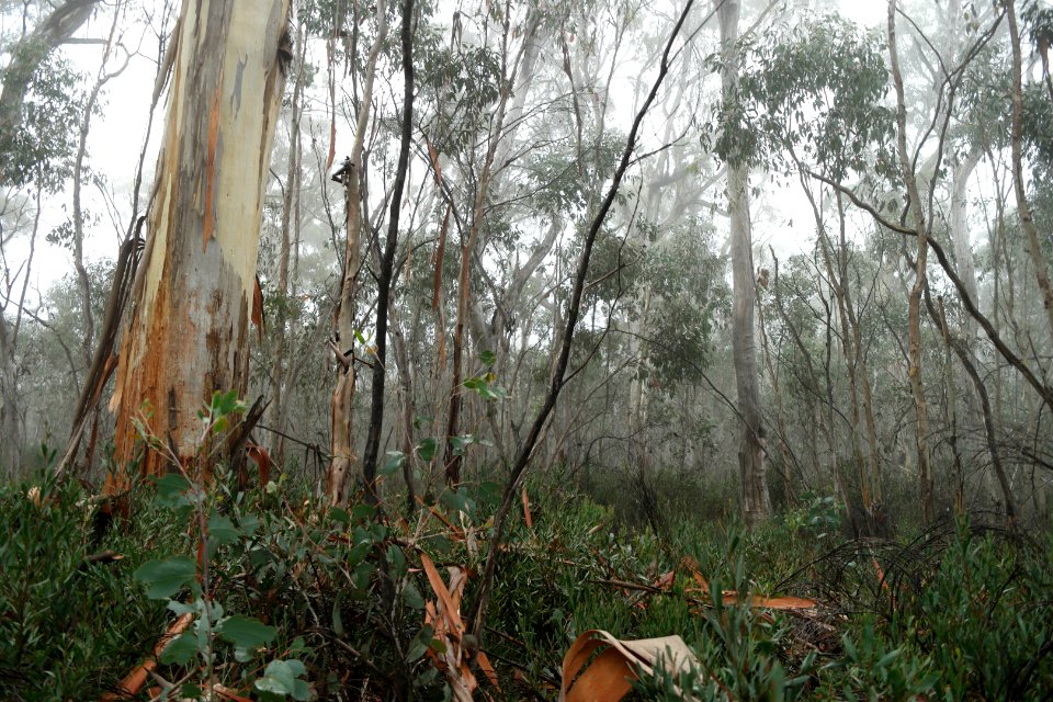 Square Rock Walking Track, Namadgi National Park 83