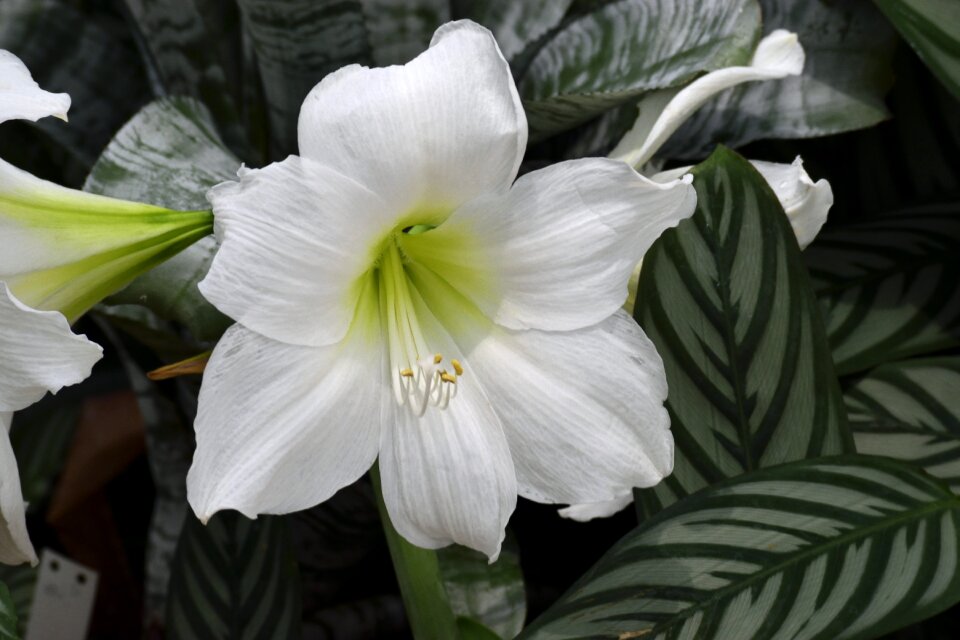 Botanical garden plant
