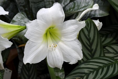 Botanical garden plant