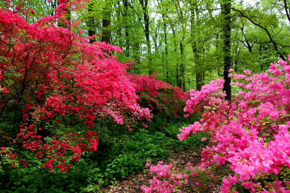 Springtime - Winterthur Museum - DSC01632