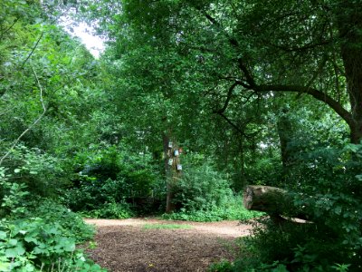 Sprokkelbos van Park Lingezegen in Lent (Nijmegen-Noord)