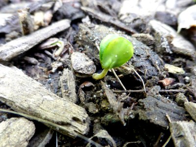Sprouting-green-inbrown photo